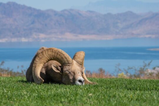 From Las Vegas Lake Mead Wildlife and Seven Magic Mountains