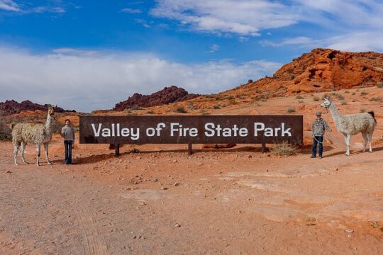 Valley of Fire Llama Hikes